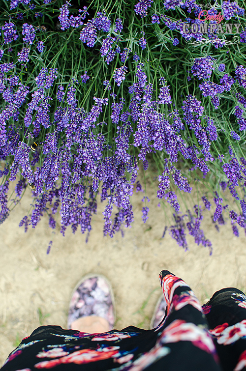 lavender fields forever 