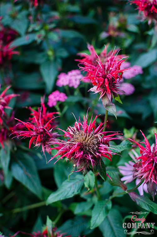 Monarda or bee balm syrup recipe/ Food photography by Candy Company